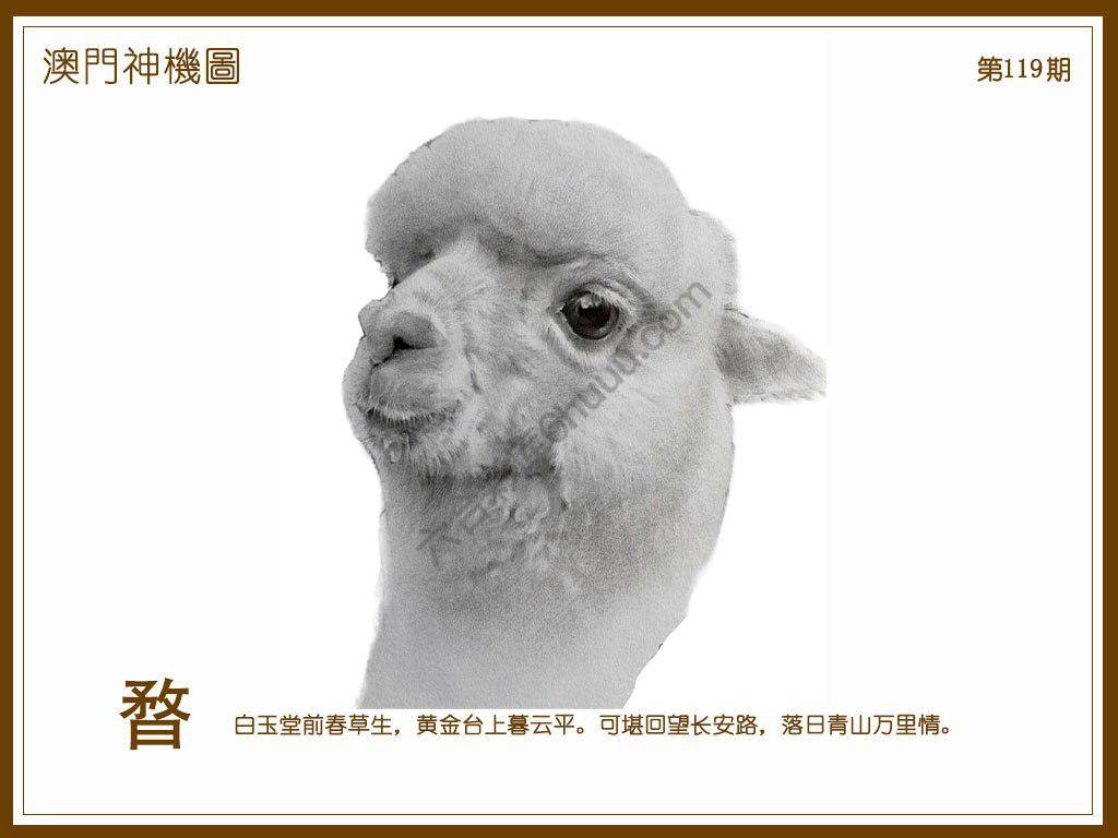 澳门神机图