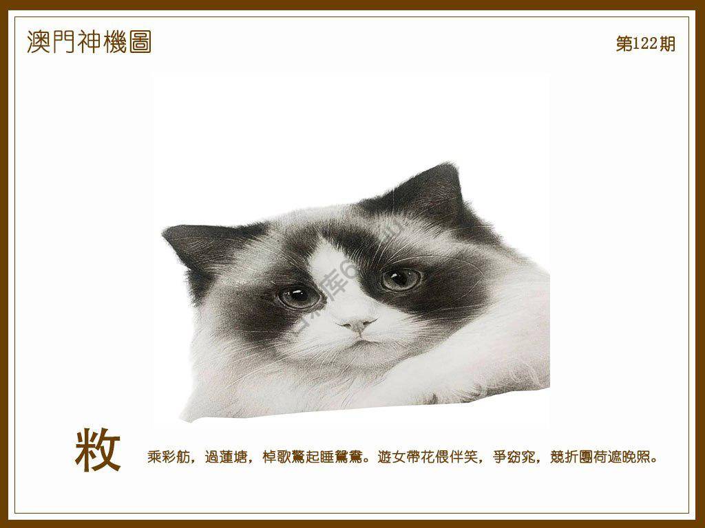 澳门神机图