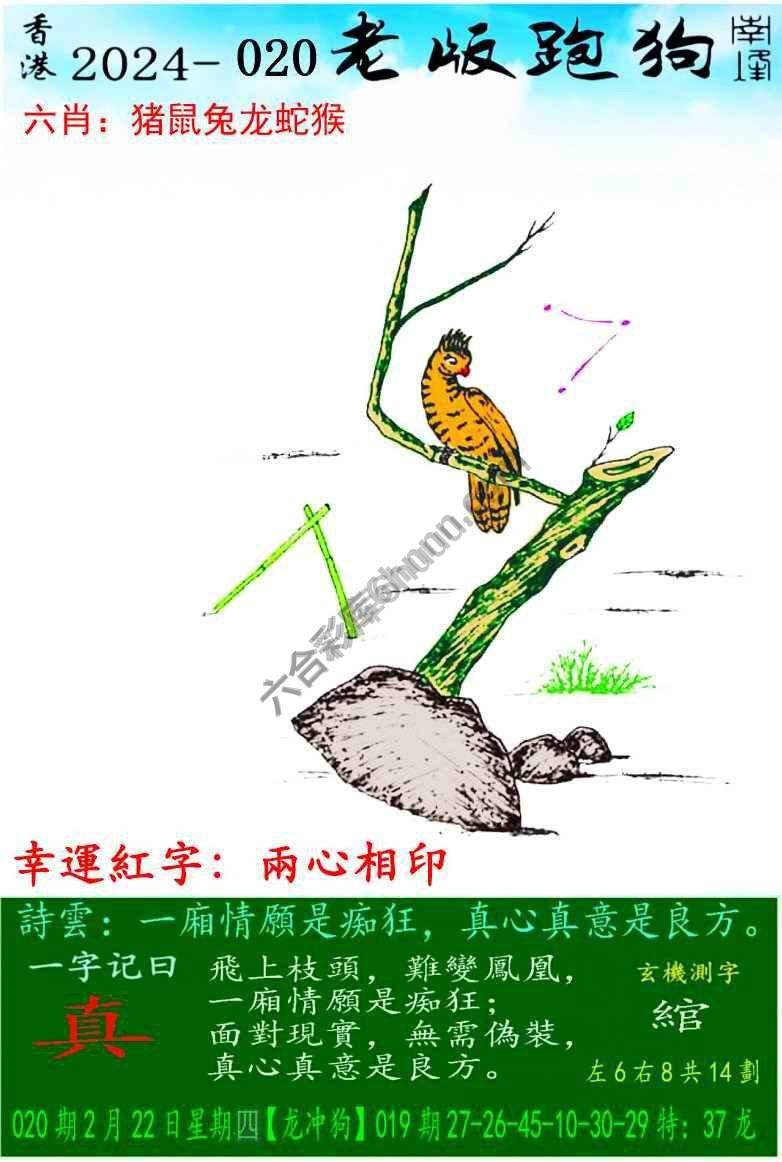 老版跑狗图