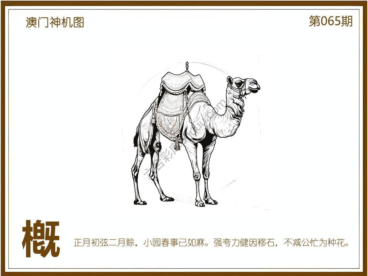 澳门神机图