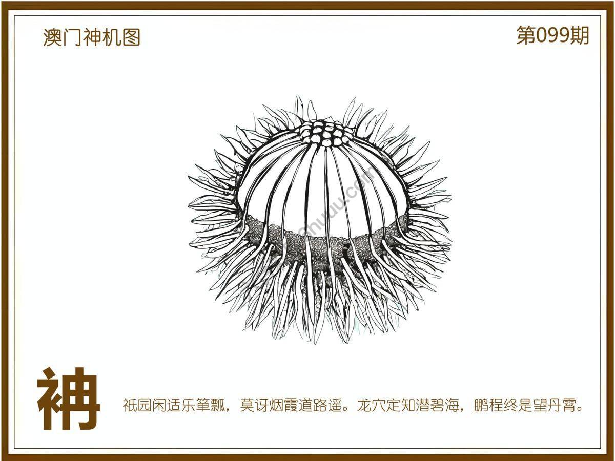 澳门神机图