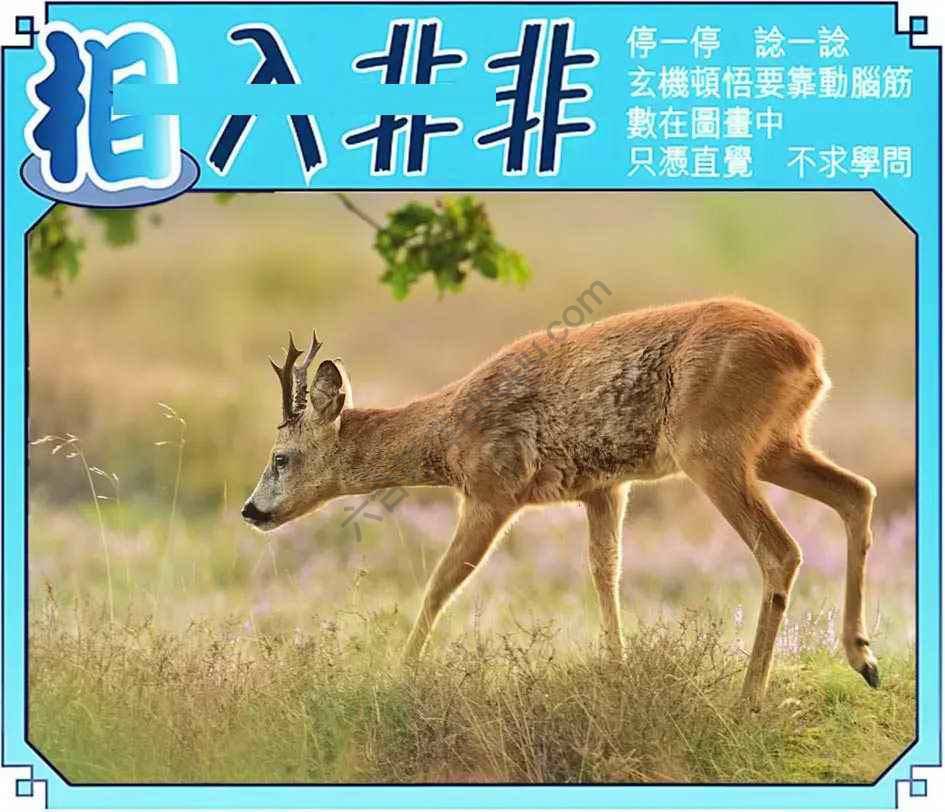 相入非非
