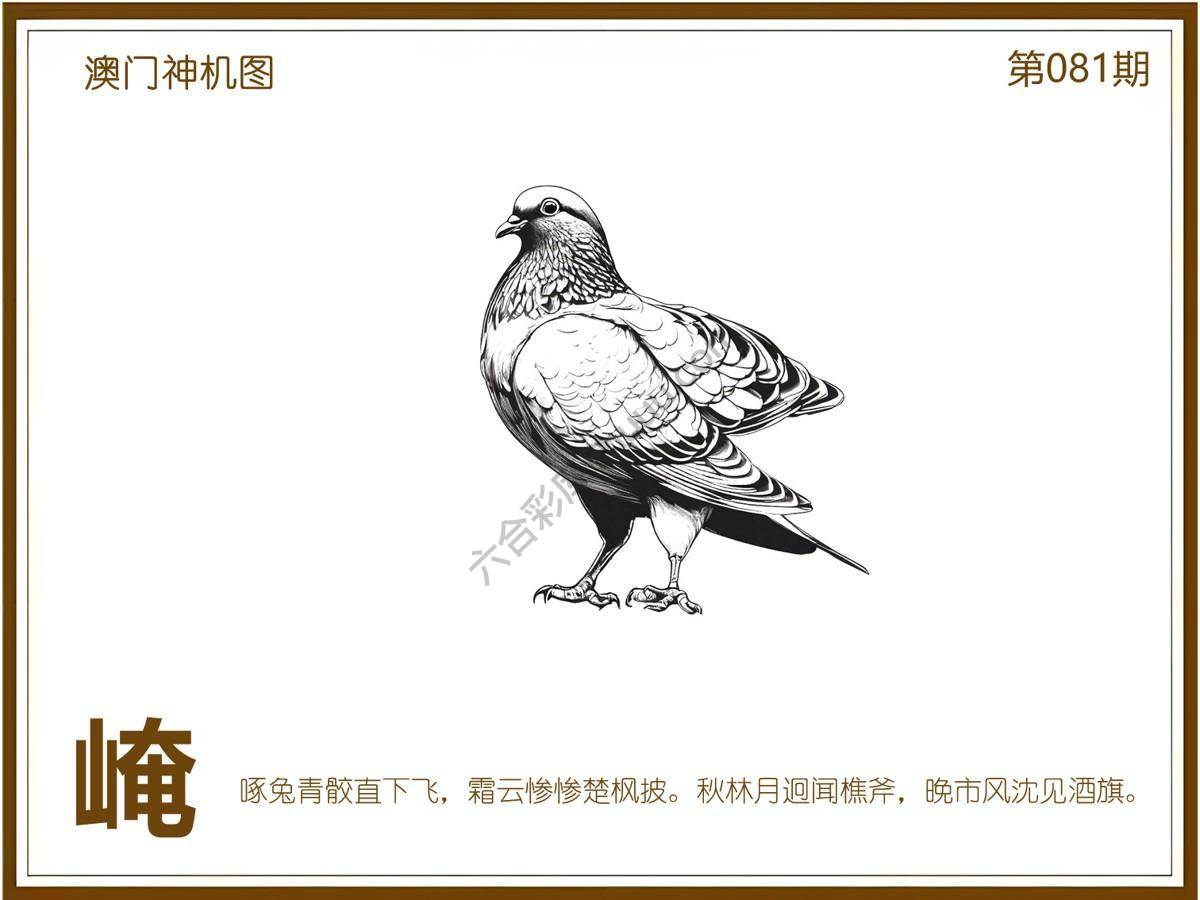 澳门神机图